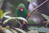 Grass-green Tanager, Bellavista Cloud Forest Reserve, Pichincha, Ecuador, November 2019 - click on image for a larger view