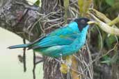 Immature Male Green Honeycreeper, Ubatuba, São Paulo, Brazil, September 2004 - click for larger image