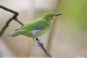 Juvenile Green Honeycreeper, Ubatuba, São Paulo, Brazil, September 2004 - click for larger image