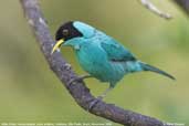 Male Green Honeycreeper, Ubatuba, São Paulo, Brazil, November 2006 - click for larger image