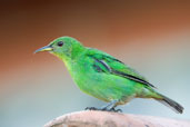 Female Green Honeycreeper, Serra Bonita, Camacan, Bahia, Brazil, November 2008 - click for larger image