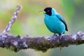 Male Green Honeycreeper, Serra Bonita, Camacan, Bahia, Brazil, November 2008 - click for larger image