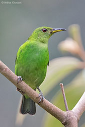 Female Green Honeycreeper, Pico Bonito, Honduras, March 2015 - click for larger image