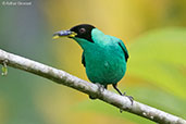 Male Green Honeycreeper, Pico Bonito, Honduras, March 2015 - click for larger image