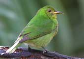 Female Green Honeycreeper, Ubatuba, São Paulo, Brazil, August 2002 - click for larger image