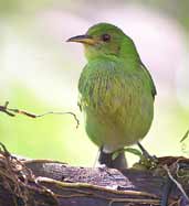 Female Green Honeycreeper, Ubatuba, São Paulo, Brazil, August 2002 - click for larger image