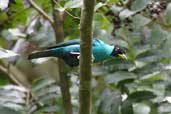 Male Green Honeycreeper, Cristalino, Mato Grosso, Brazil, April 2003 - click for larger image