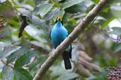 Male Green Honeycreeper, Cristalino, Mato Grosso, Brazil, April 2003 - click for larger image