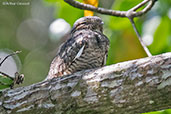 Lesser Nighthawk, Cuero y Salado, Honduras, March 2015 - click on image for a larger view