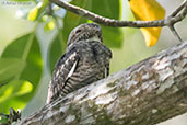 Lesser Nighthawk, Cuero y Salado, Honduras, March 2015 - click on image for a larger view