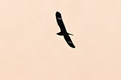 Nacunda Nighthawk, Lagoa do Peixe, Rio Grande do Sul, Brazil, October 2022 - click for larger image