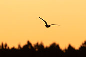 Nacunda Nighthawk, Lagoa do Peixe, Rio Grande do Sul, Brazil, October 2022 - click for larger image