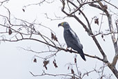 Hook-billed Kite, Quebrada Upaquihua, San Martin, Peru, October 2018 - click on image for a larger view