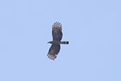 Hook-billed Kite, Quebrada Upaquihua, San Martin, Peru, October 2018 - click on image for a larger view