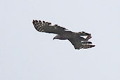 Hook-billed Kite, Rio Silanche, Pichincha, Ecuador, November 2019 - click on image for a larger view