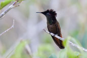 Male Ruby-topaz Hummingbird, Boa Nova, Bahia, Brazil, October 2008 - click for larger image