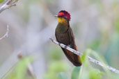Male Ruby-topaz Hummingbird, Boa Nova, Bahia, Brazil, October 2008 - click for larger image