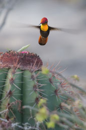 Male Ruby-topaz Hummingbird, Boa Nova, Bahia, Brazil, October 2008 - click for larger image