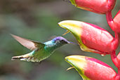 Golden-tailed Sapphire, Koepcke Hermit Reserve, San Martin, Peru, October 2018 - click on image for a larger view