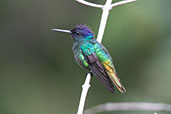 Golden-tailed Sapphire, Arena Blanca, San Martin, Peru, October 2018 - click on image for a larger view