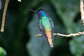 Golden-tailed Sapphire, Wildsumaco Lodge, Napo, Ecuador, November 2019 - click on image for a larger view