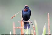 Male  Chestnut-capped Blackbird, REGUA, Rio de Janeiro, Brazil, November 2006 - click for larger image