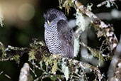 Black-banded Owl, Cabanas San Isidro, Napo, Ecuador, November 2019 - click on image for a larger view
