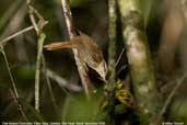 Pale-browed Treehunter, Folha Seca, Ubatuba, São Paulo, Brazil, November 2006 - click for larger image