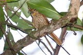 Pale-browed Treehunter, Serra Bonita, Camacan, Bahia, Brazil, November 2008 - click for larger image