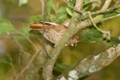 Pale-browed Treehunter, Serra Bonita, Camacan, Bahia, Brazil, November 2008 - click for larger image