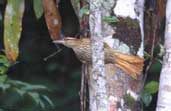 Pale-browed Treehunter, Boa Nova, Bahia, July 2002 - click for larger image