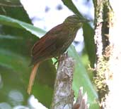 Pale-browed Treehunter, Boa Nova, Bahia, July 2002 - click for larger image