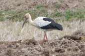 Maguari Stork, Rio Grande do Sul, Brazil, August 2004 - click for larger image