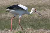 Maguari Stork, Cassino, Rio Grande do Sul, Brazil, August 2004 - click for larger image