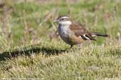 White-winged Cinclodes, Putre, I Region, Chile, February 2007 - click for larger image