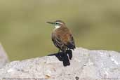 White-winged Cinclodes, Lauca NP, I Region, Chile, February 2007 - click for larger image