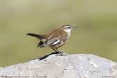 White-winged Cinclodes, Lauca NP, I Region, Chile, February 2007 - click for larger image