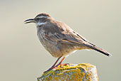 Stout-billed Cinclodes, Nevado do Ruiz, Risaralda, Colombia, April 2012 - click for larger image