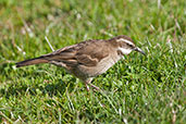 Stout-billed Cinclodes, Nevado do Ruiz, Risaralda, Colombia, April 2012 - click for larger image