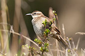 Stout-billed Cinclodes, Nevado do Ruiz, Risaralda, Colombia, April 2012 - click for larger image