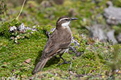 Stout-billed Cinclodes, Antisana Reserve, Napo, Ecuador, November 2019 - click for larger image