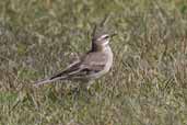 Bar-winged Cinclodes, Torres del Paine, Chile, December 2005 - click for larger image