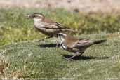 Adult and juvenile Bar-winged Cinclodes, Lauca NP, Chile, February 2007 - click for larger image