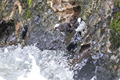 White-capped Dipper, Mindo River, Pichincha, Ecuador, November 2019 - click on image for a larger view