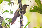 Sharpe's Wren, Abra Patricia, Amazonas, Peru, October 2018 - click on image for a larger view