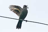 Dark-bellied Cinclodes, Salto de Laja, Chile, November 2005 - click for larger image