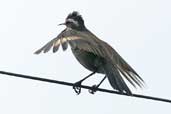 Dark-bellied Cinclodes, Salto de Laja, Chile, November 2005 - click for larger image