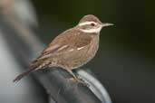 Dark-bellied Cinclodes, Puyehue NP, Chile, November 2005 - click for larger image