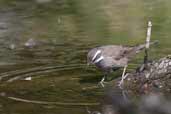 Dark-bellied Cinclodes, Torres del Paine, Chile, December 2005 - click for larger image