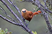 Rufous Wren, Montaña del Oso, Cundinamarca, Colombia, April 2012 - click for larger image